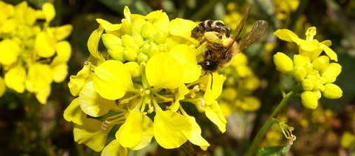 Abeille soliatire sur moutarde